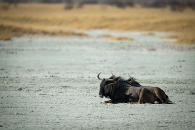 Two blue wildebeest lie in salt pan