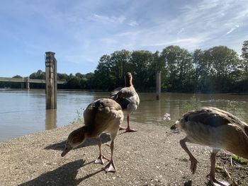 View of birds on lakeshore