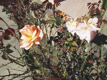 Close-up of flowers blooming outdoors