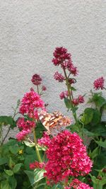 Close-up of pink flowers