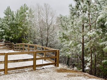 View of trees in forest during winter