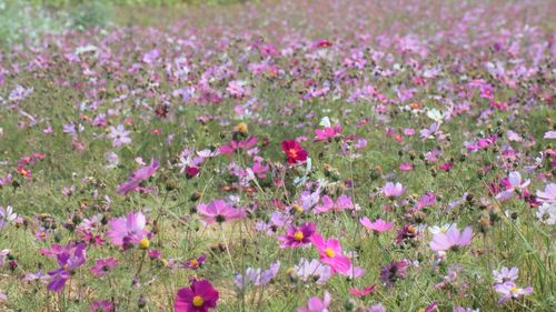 Close-up of pink flowers on field