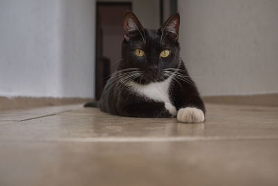 Portrait of black cat on floor