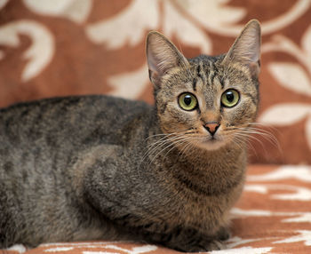 Close-up portrait of a cat
