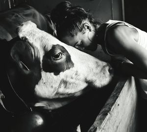 Side view of woman touching forehead on cow in shed