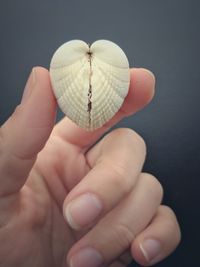 Cropped hand holding heart shape seashell