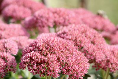 Close-up of pink flowering plants