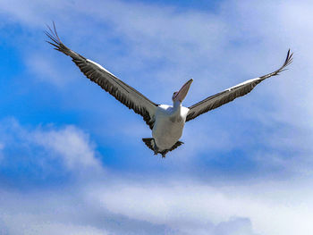 Low angle view of bird flying against sky