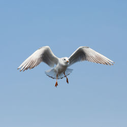 Low angle view of seagull flying