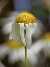 Close-up of yellow flowering plant