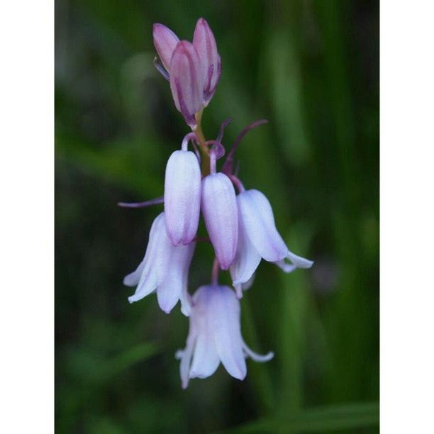 flower, transfer print, freshness, petal, fragility, auto post production filter, growth, purple, flower head, beauty in nature, close-up, nature, focus on foreground, plant, blooming, in bloom, pink color, stem, blossom, selective focus