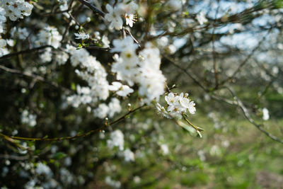 Close-up of white cherry blossoms in spring