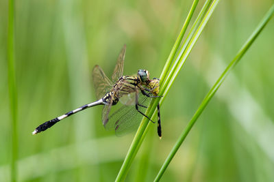 The bigger dragonfly eating smaller one