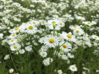 Close-up of white daisy flowers