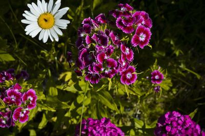 flowering plant