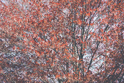 Full frame shot of red leaves