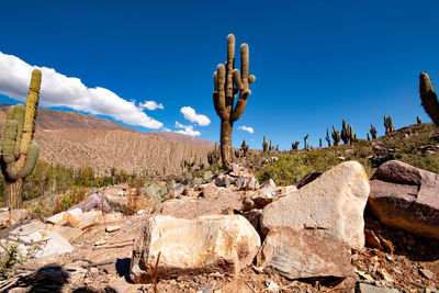 Cactus growing on rock against sky