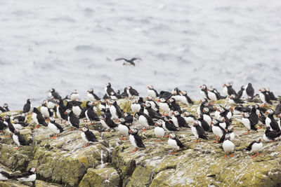 Flock of seagulls perching on beach