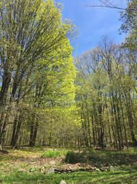 Trees growing in forest against sky