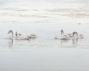 Swans swimming in lake