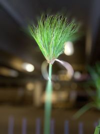 Close-up of plant against blurred background