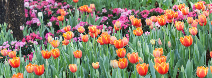 Close-up of multi colored tulips in garden