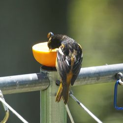 Close-up of bird perching on metal railing