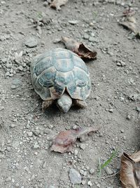 Close-up of tortoise on ground