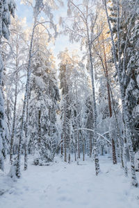 Trees on snow covered field during winter