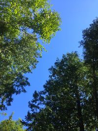 Low angle view of trees against blue sky