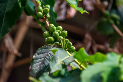Close-up of coffee growing on tree