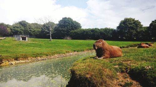 Cow by trees on landscape against sky