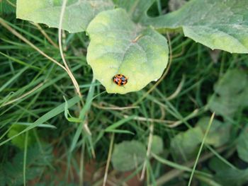 Close-up of ladybug on leaf