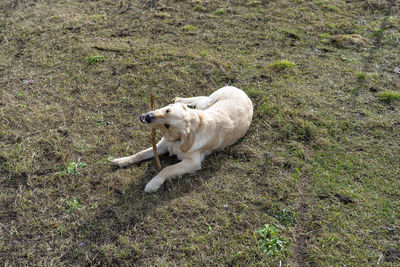 A young male golden retriever lies in the grass and bites a stick.