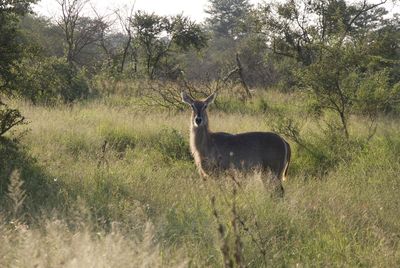 Deer on field