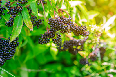 Elderberry, elderberry, european, late summer. medicinal plants. coronavirus treatment