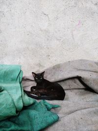 High angle portrait of cat sitting against wall