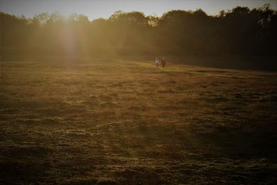 Scenic view of field against sky during sunset