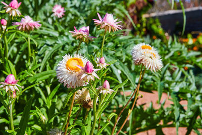 Close-up of pink flowering plants