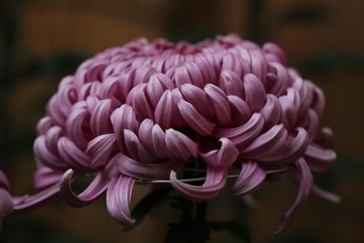 Close-up of pink dahlia flower