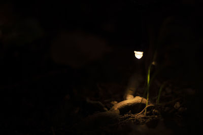Close-up of illuminated plant on field at night