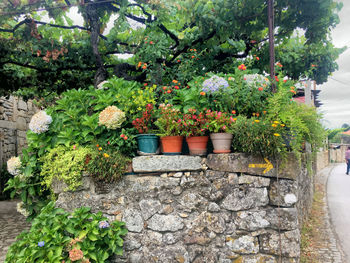 Potted plants in yard