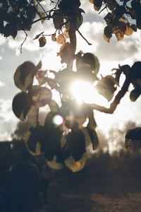 Low angle view of tree against sky