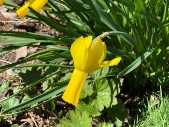 Close-up of yellow crocus flower on field