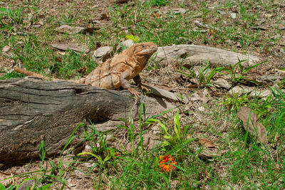 High angle view of lizard on land