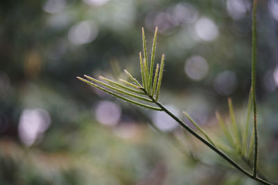 Close-up of fresh green plant