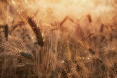 Close-up of wheat growing on field