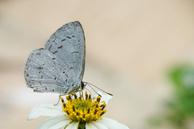 Close-up of butterfly pollinating on flower