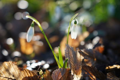 Close-up of plant growing on land