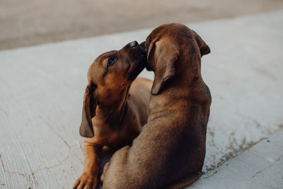 Adorable brown german hound puppies sitting together on street and licking muzzle of each other
